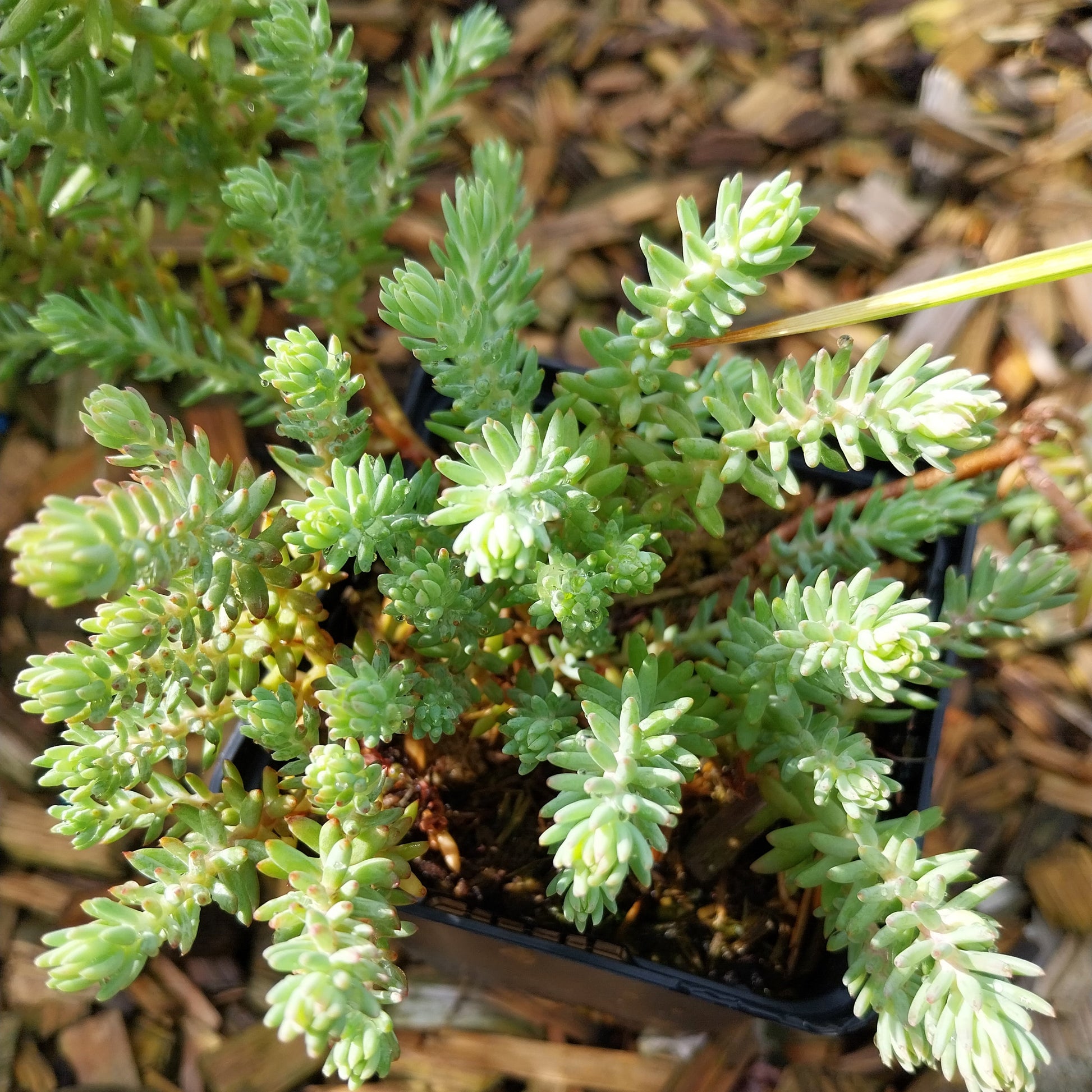 Sedum reflexum 'Elegans' Nickendes Fettblatt
