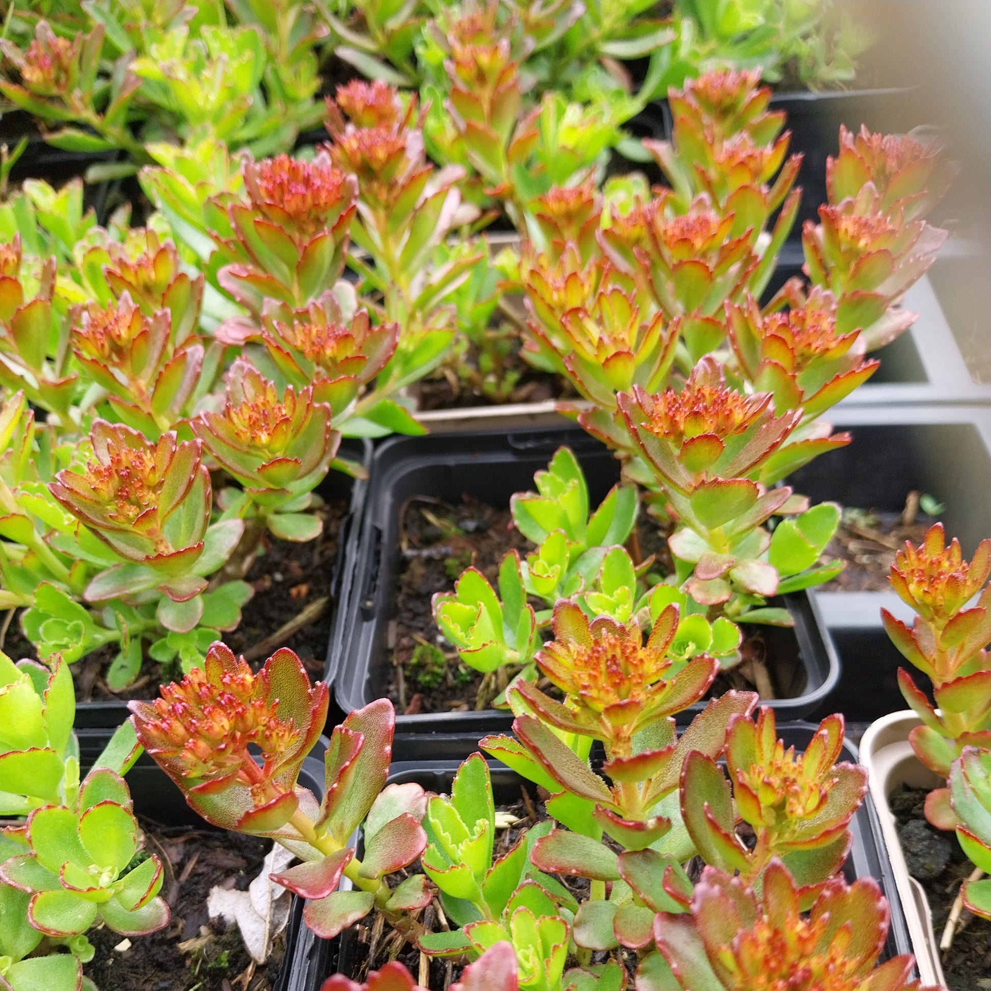 Sedum spurium 'Schorbuser Blut' Teppich-Fettblatt