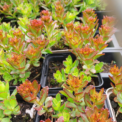 Sedum spurium 'Schorbuser Blut' Teppich-Fettblatt