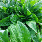 Silene dioica Rotblühende Lichtnelke