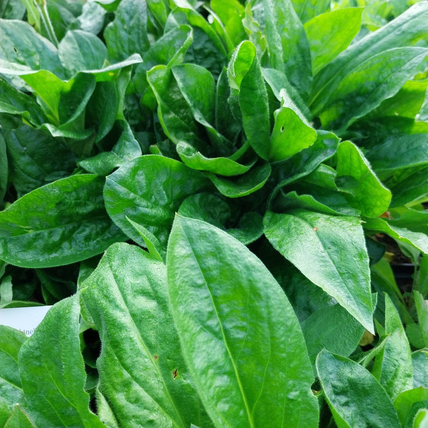 Silene dioica Rotblühende Lichtnelke