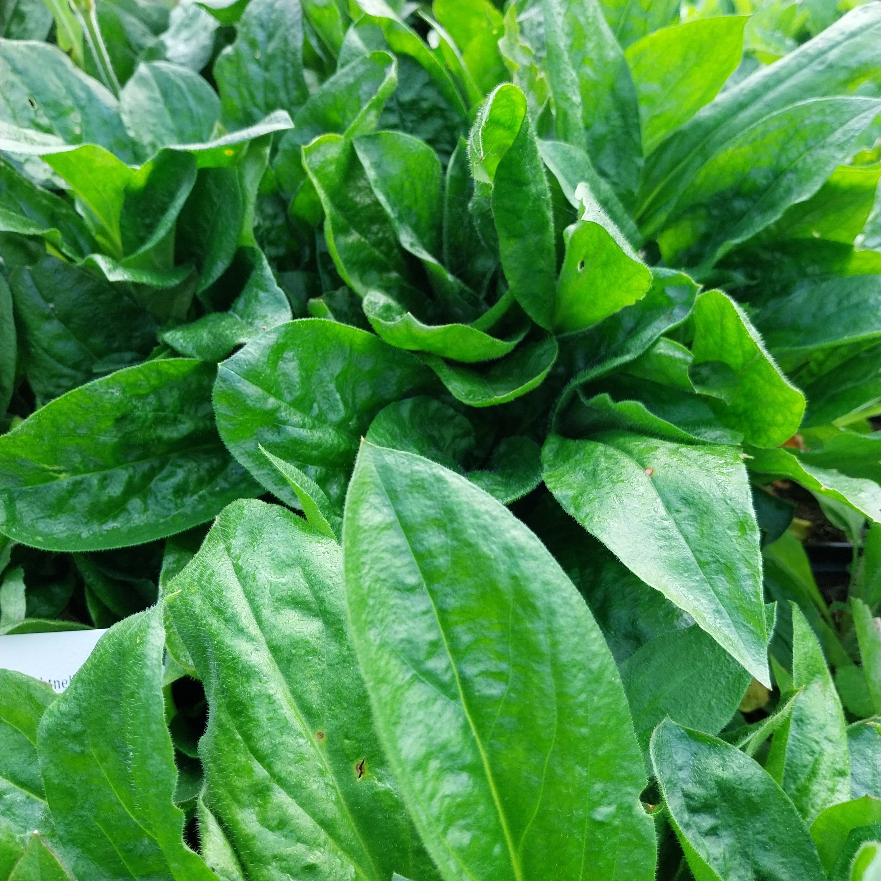 Silene dioica Rotblühende Lichtnelke