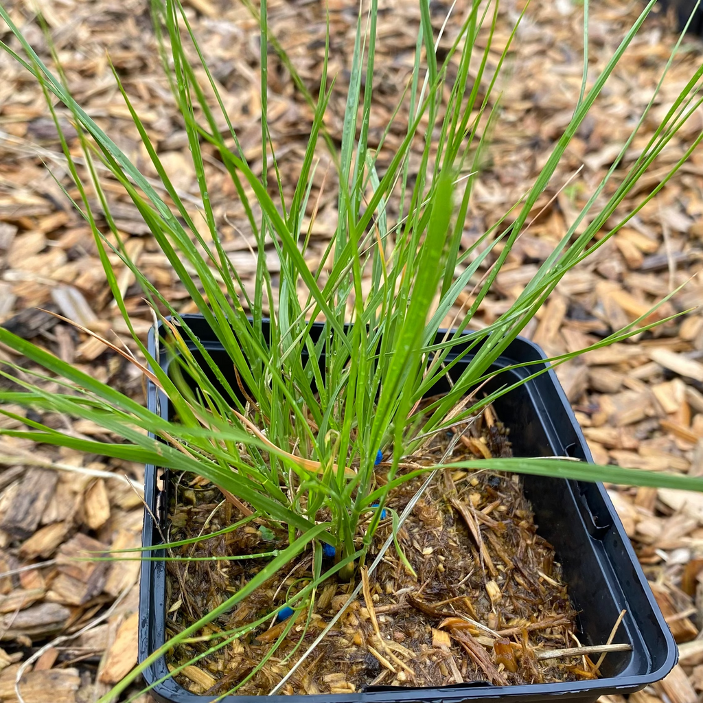 Sporobolus heterolepis Tropfengras