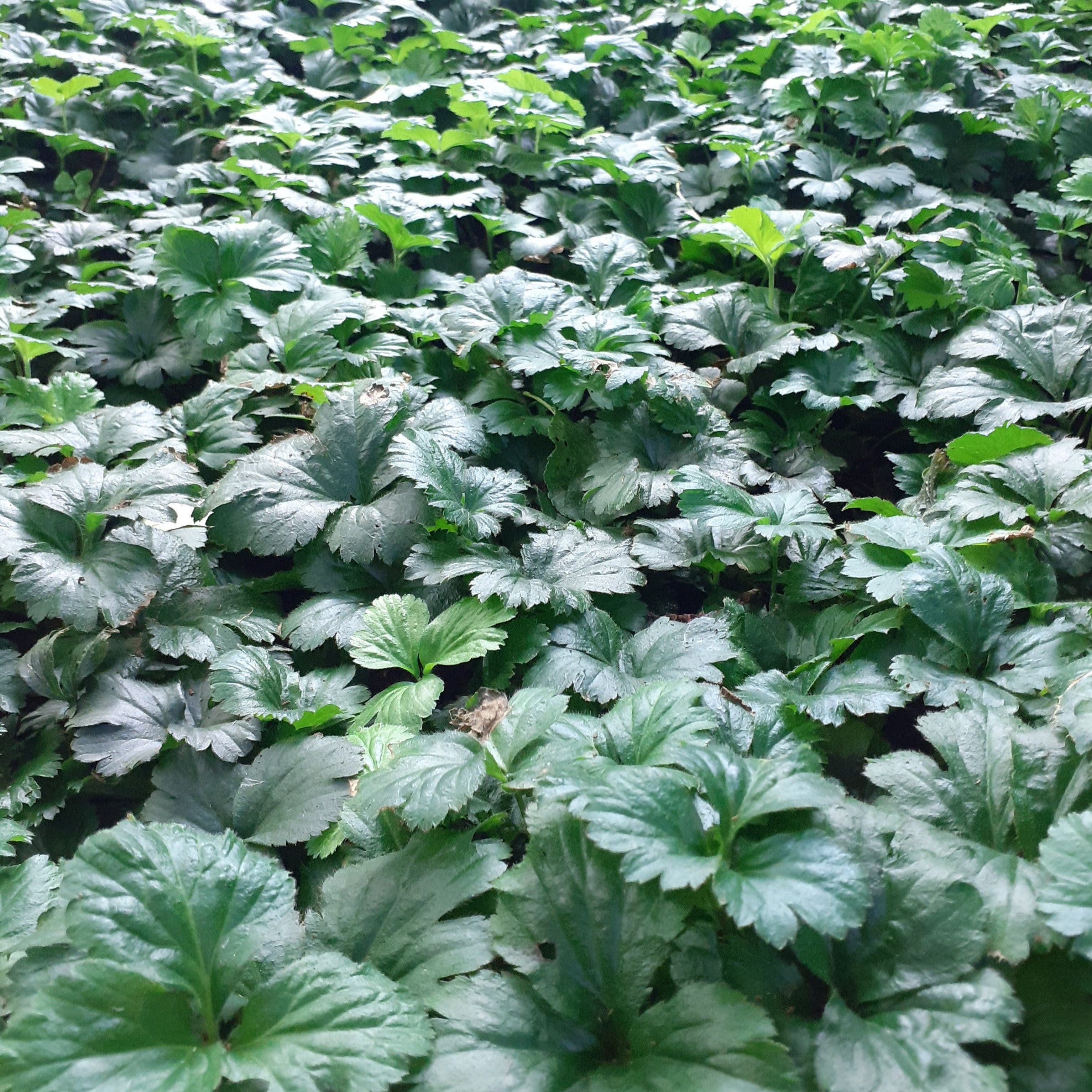 Waldsteinia ternata Waldsteinie Dreiblatt Golderdbeere Blatt