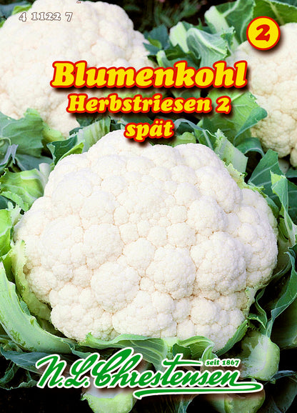 Blumenkohl Herbstriesen 2