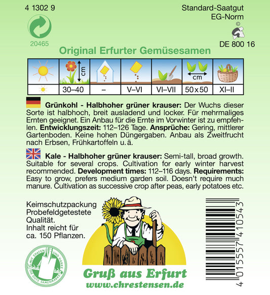 Grünkohl Halbhoher grüner Krauser