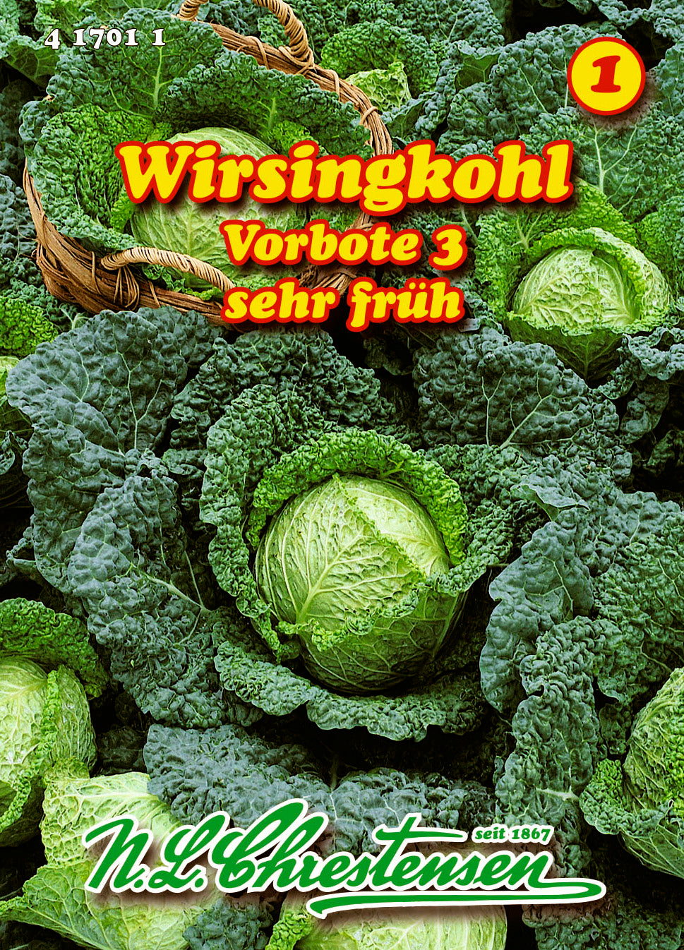 Wirsingkohl Vorbote 3