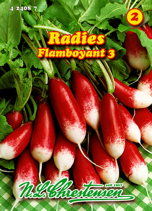 Radies Flamboyant 3