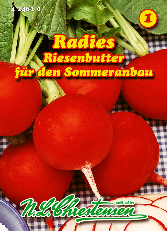 Radies Riesenbutter