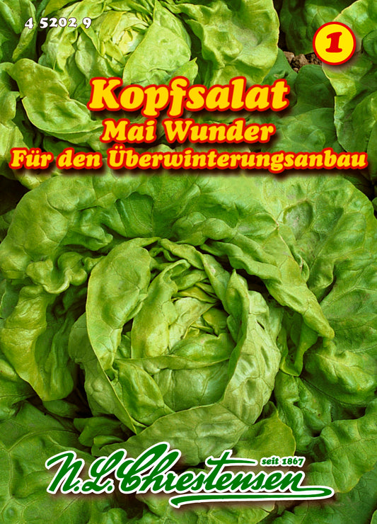 Kopfsalat Maiwunder