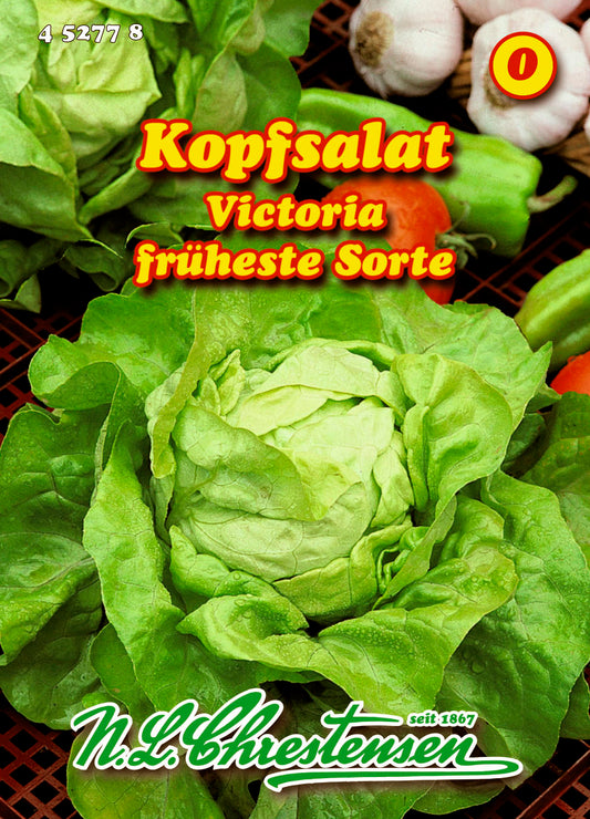 Kopfsalat Viktoria