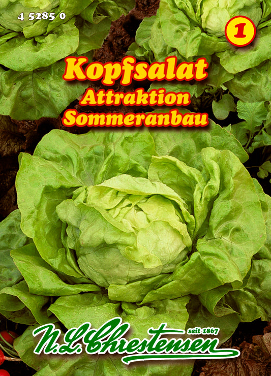 Kopfsalat Attraktion