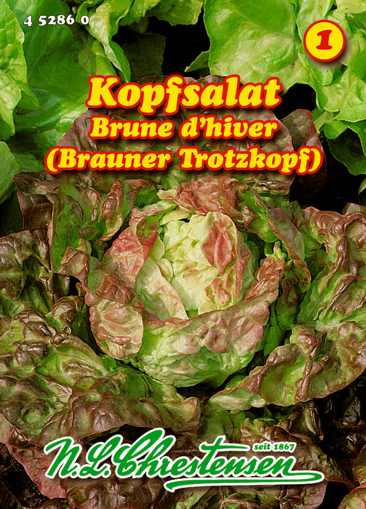 Kopfsalat Brune d'hiver