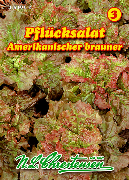 Pflücksalat Amerikanischer brauner