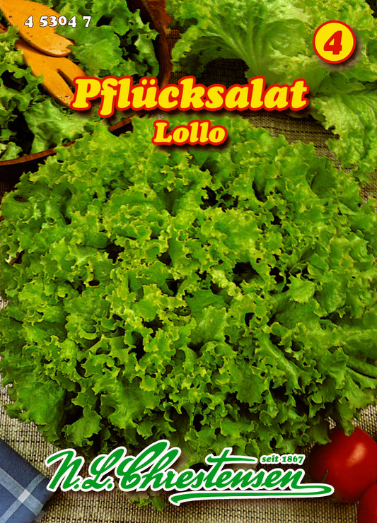 Pflücksalat Lollo