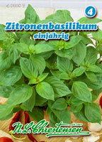 Zitronenbasilikum