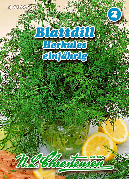 Blattdill Herkules