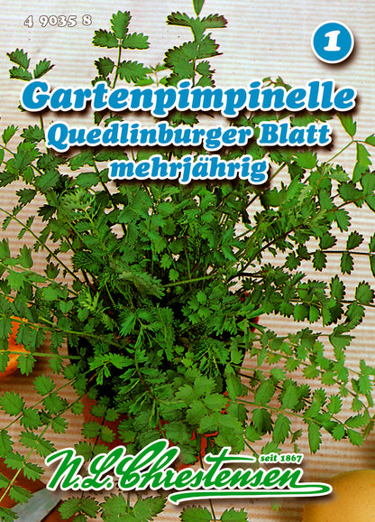 Gartenpimpinelle Quedlinburger Blatt