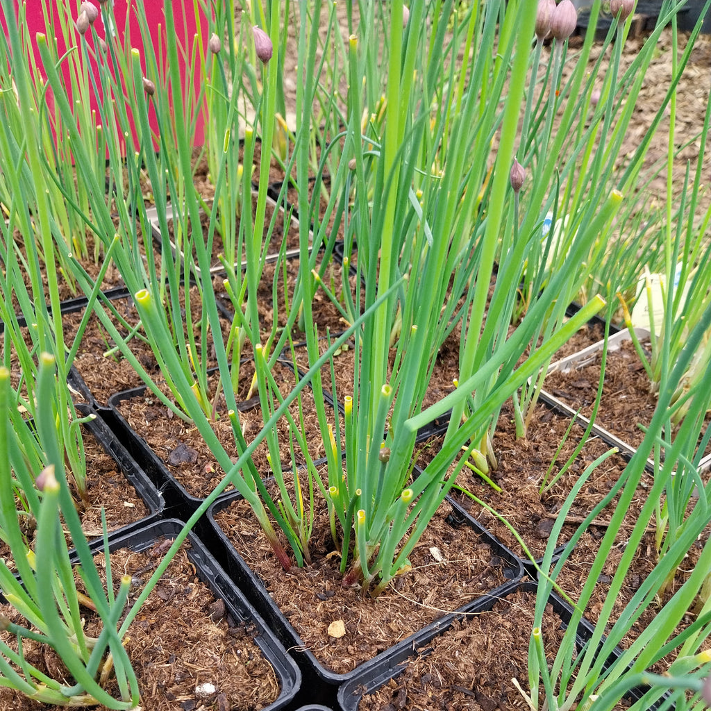 Allium schoenoprasum 