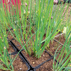 Allium schoenoprasum 