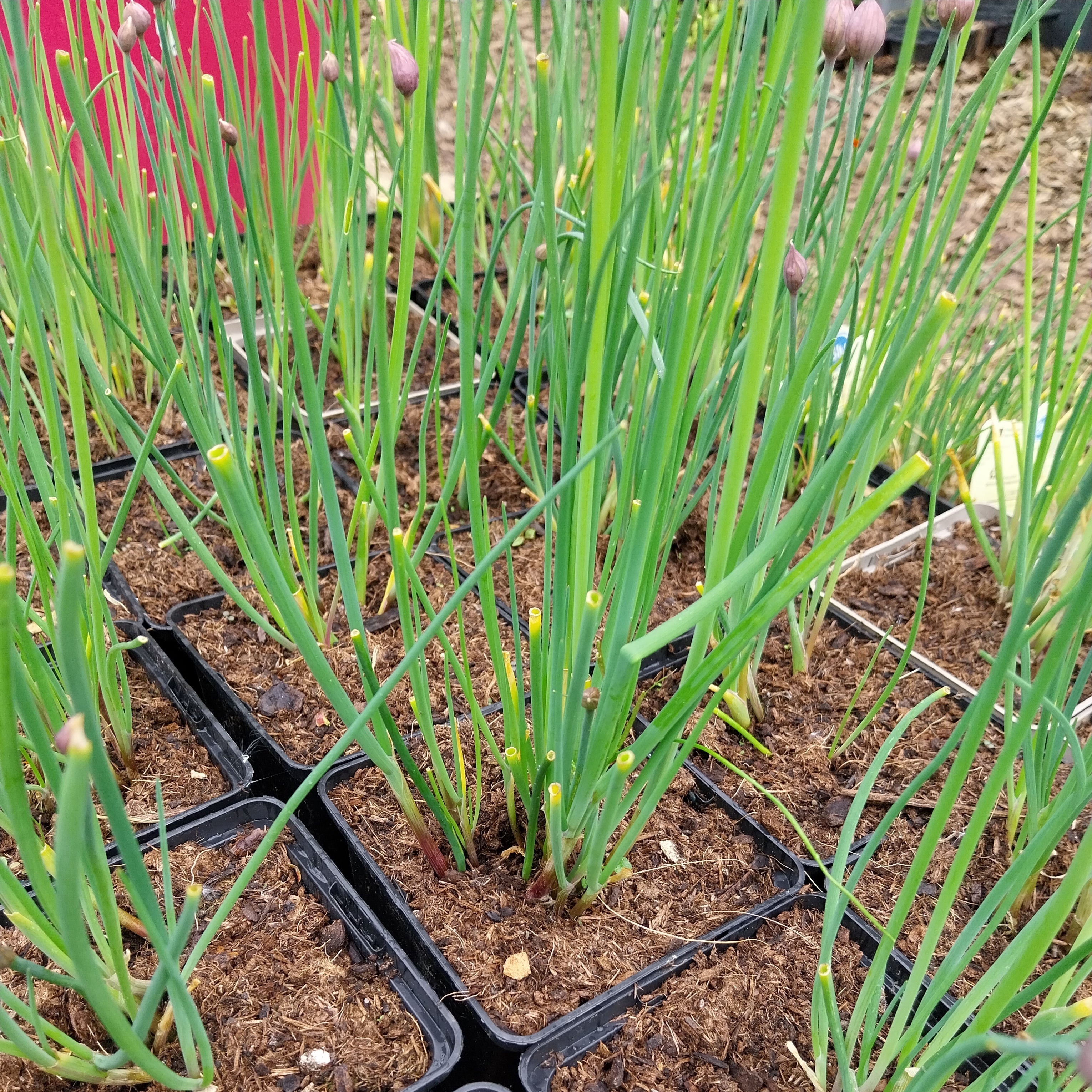 Allium schoenoprasum 