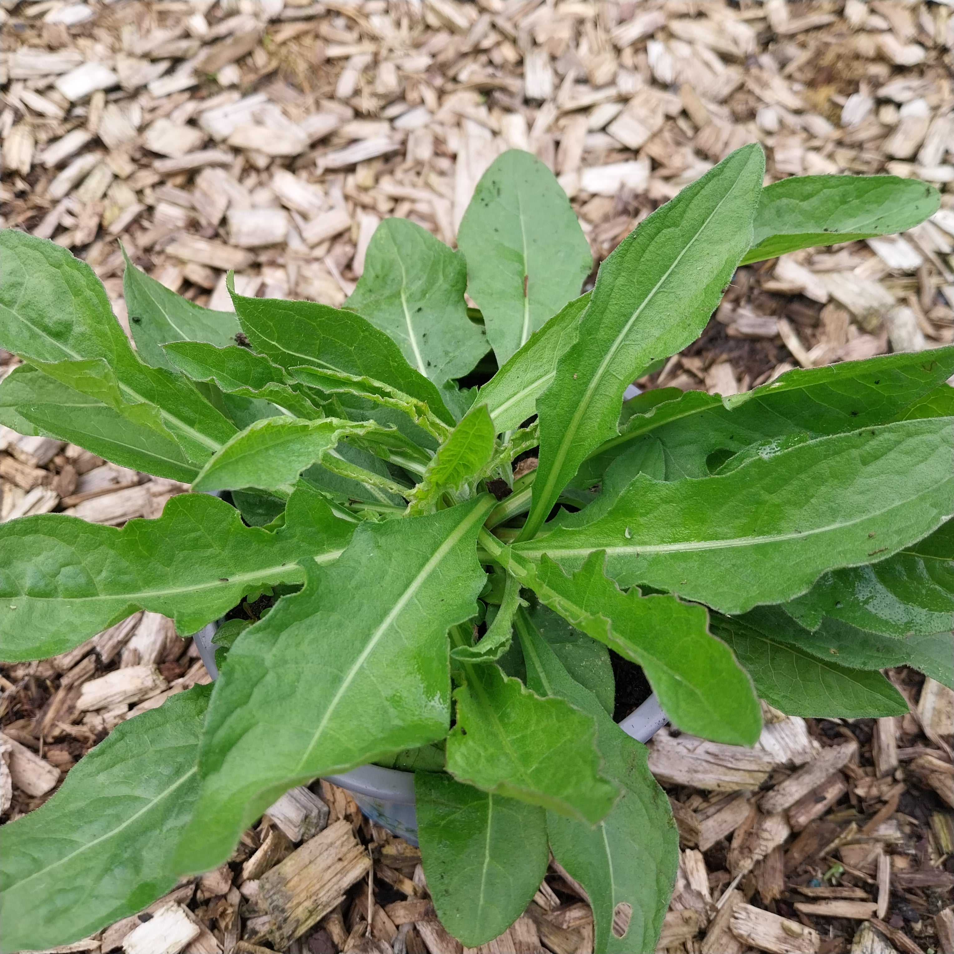 Schwarze Flockenblume 