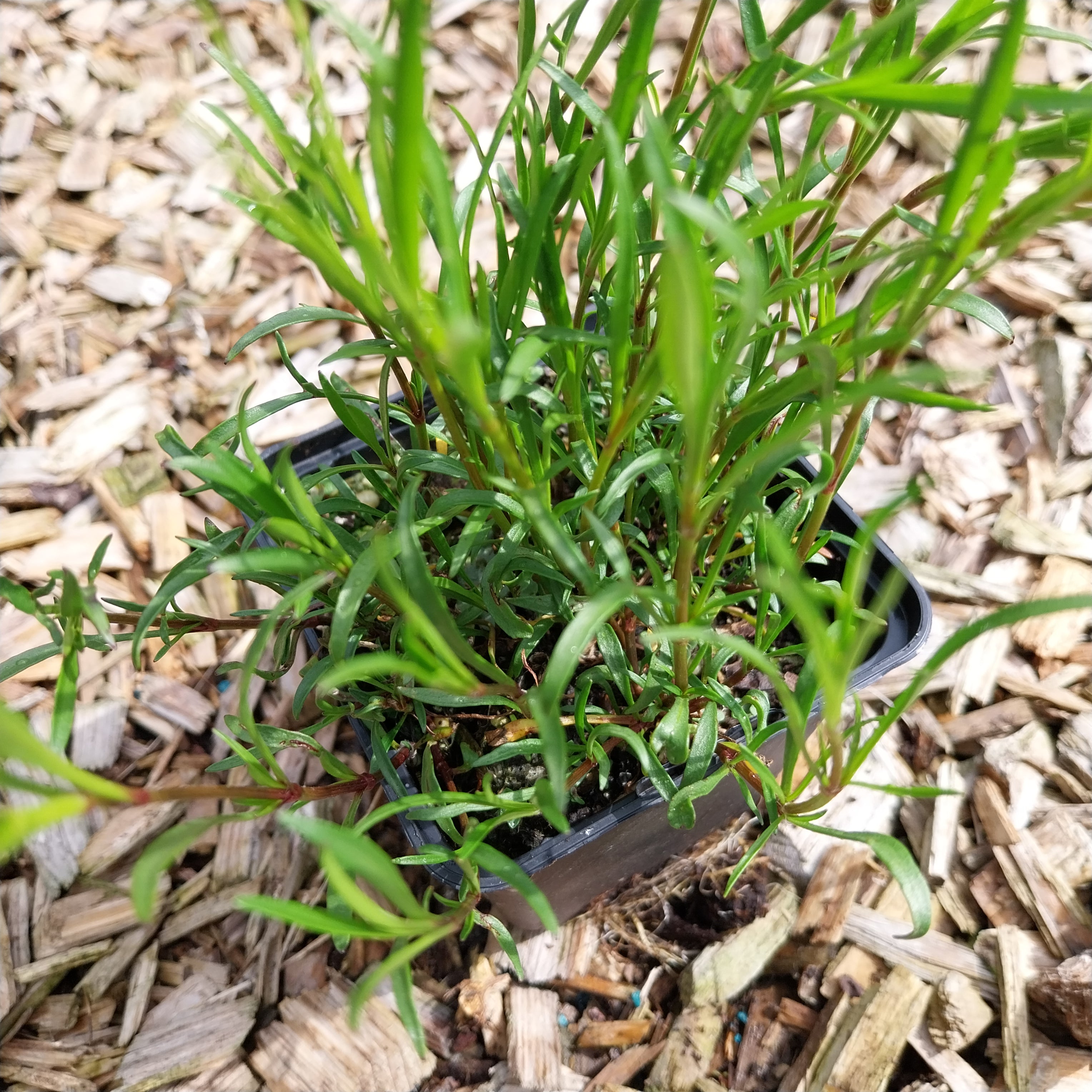 Coreopsis rosea