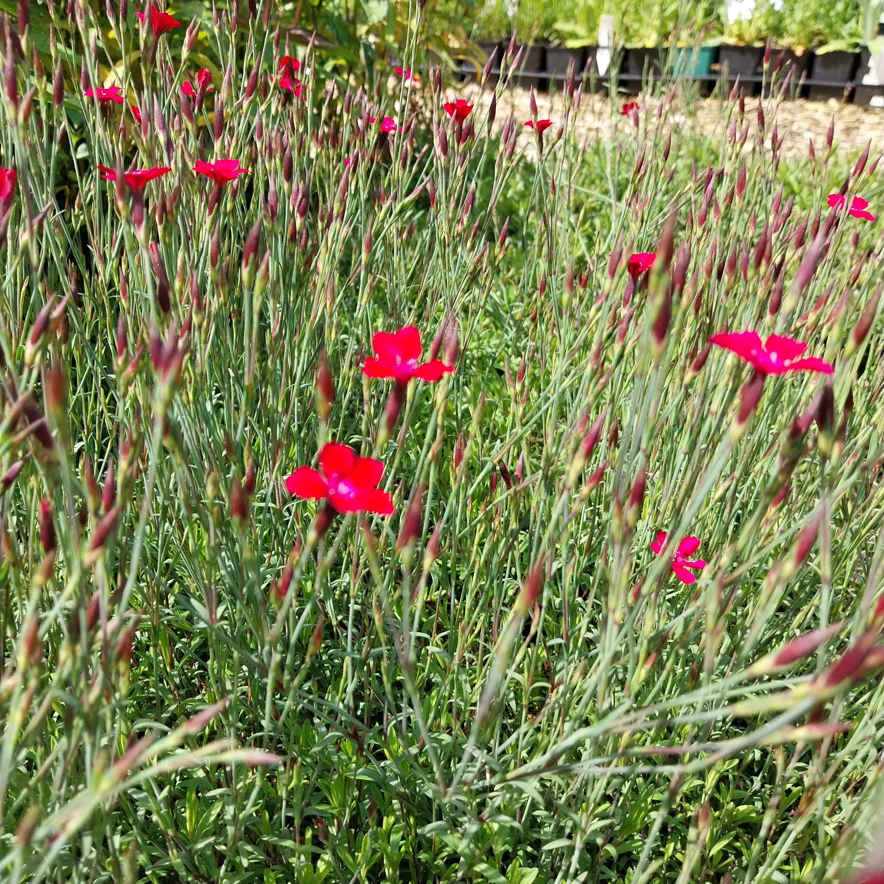 Dianthus deltoides ‚Brillant‘