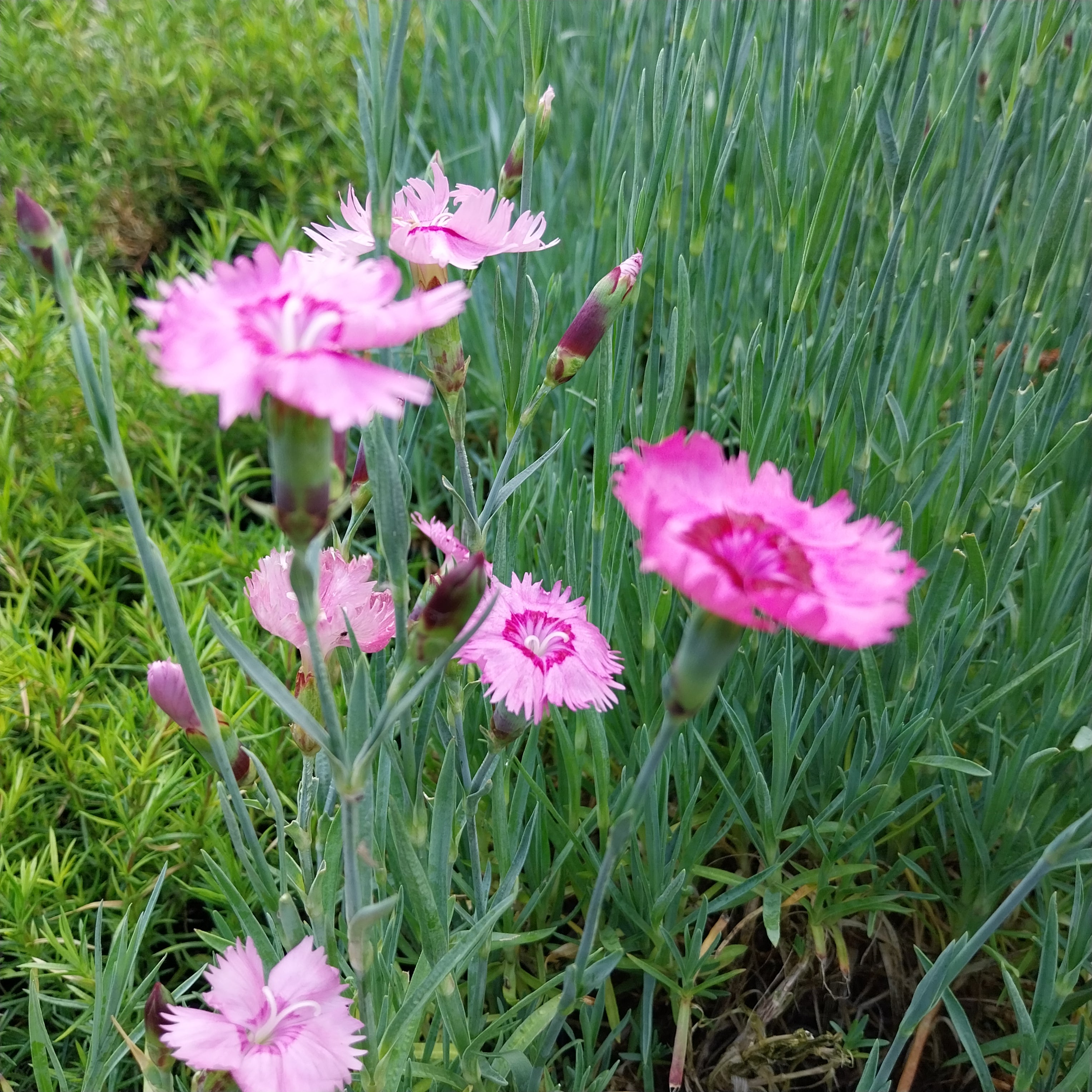 Dianthus plumarius 'Sweetness'