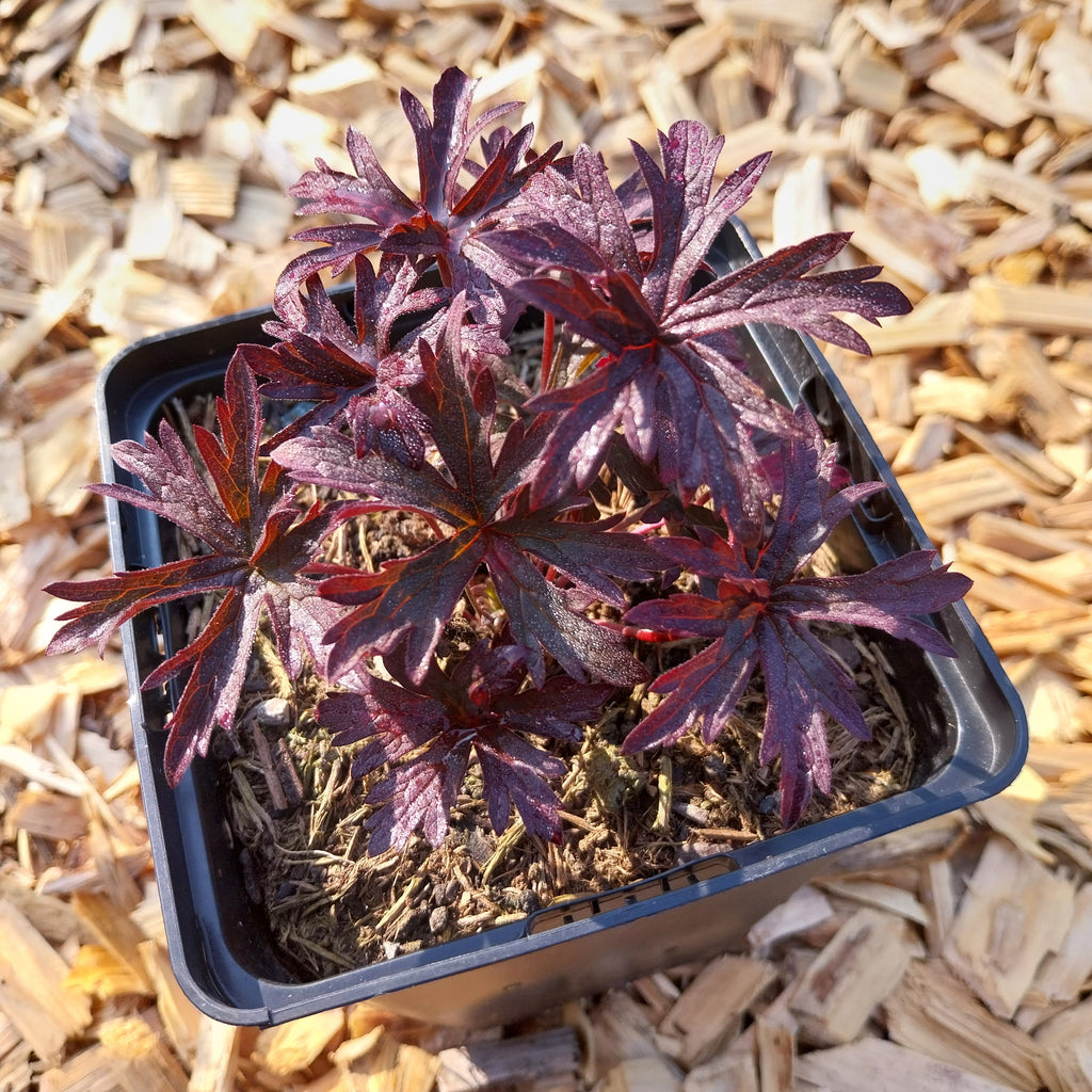 Geranium pratense 'Dark Reiter'Storchschnabel