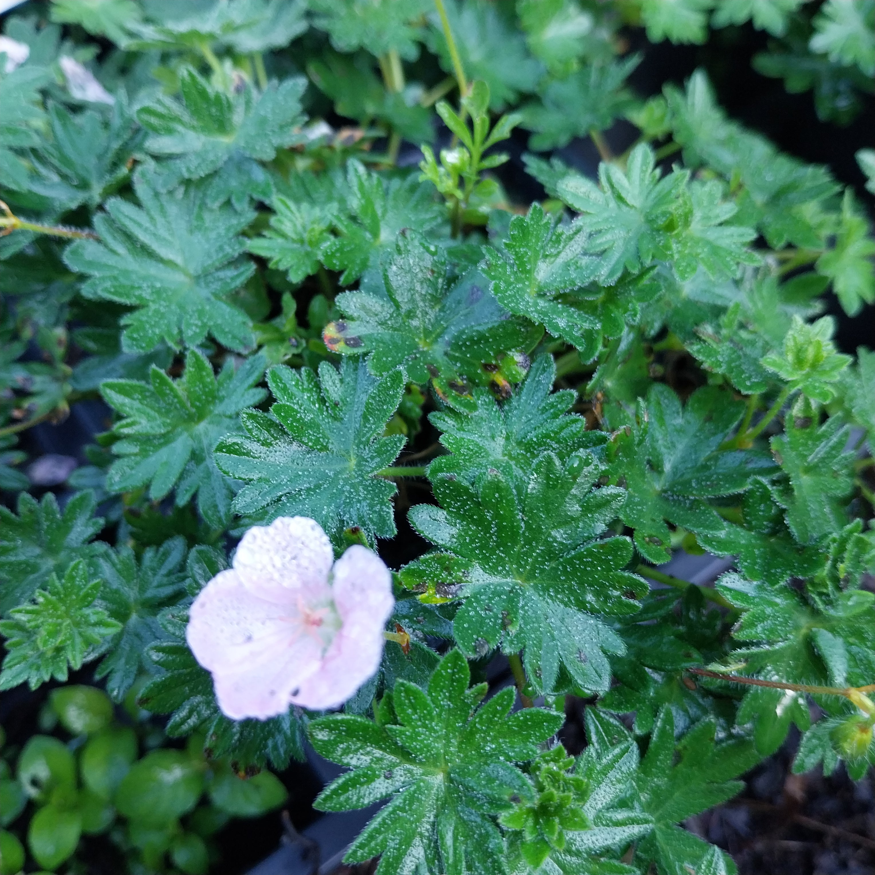 Geranium sanguineum var. striatum