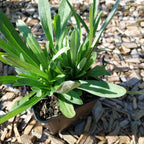 Leontopodium alpinum – Alpen-Edelweiß