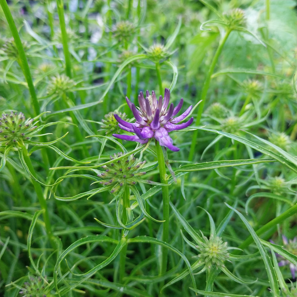 Phyteuma scheuchzeri