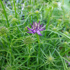 Phyteuma scheuchzeri