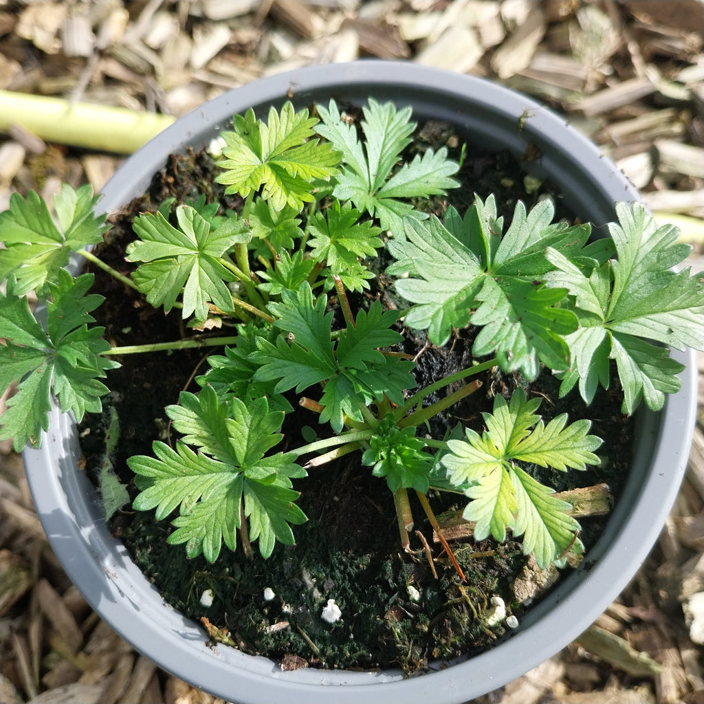 Potentilla argentea Silber-Fingerkraut