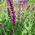 Salvia nemorosa ‚Rosakönigin‘
