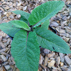 Verbascum nigrum 'Album' Weißblühende Königskerze