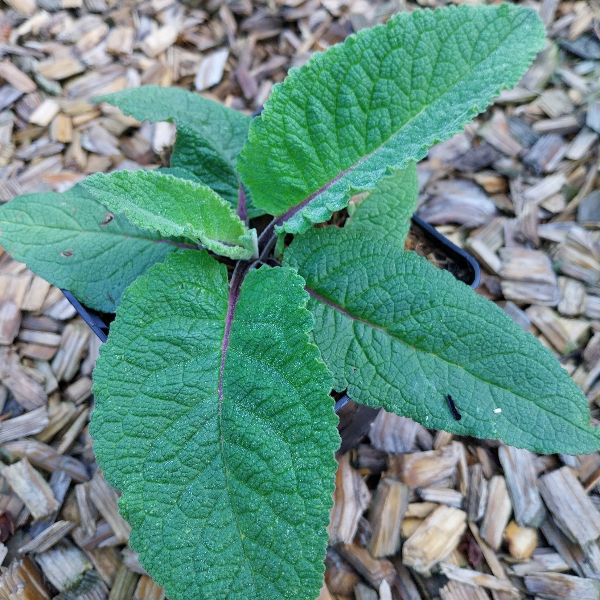 Verbascum nigrum 'Album' Weißblühende Königskerze