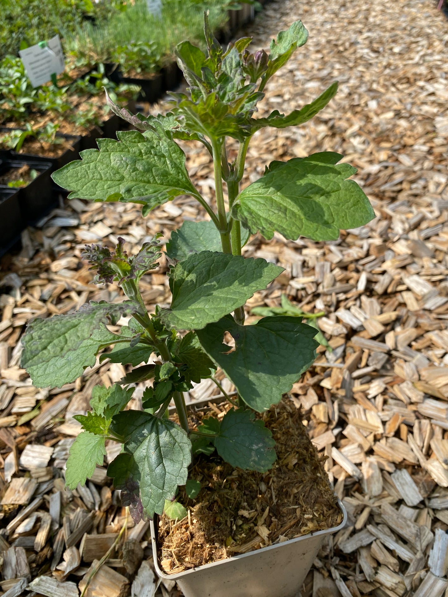 Agastache pallida (pallida x rugosa)'Globetrotter' Duftnessel