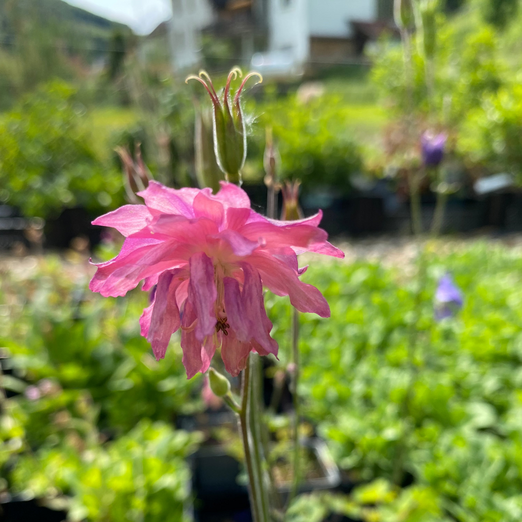 Aquilegia vulgaris Gewöhnliche Akelei