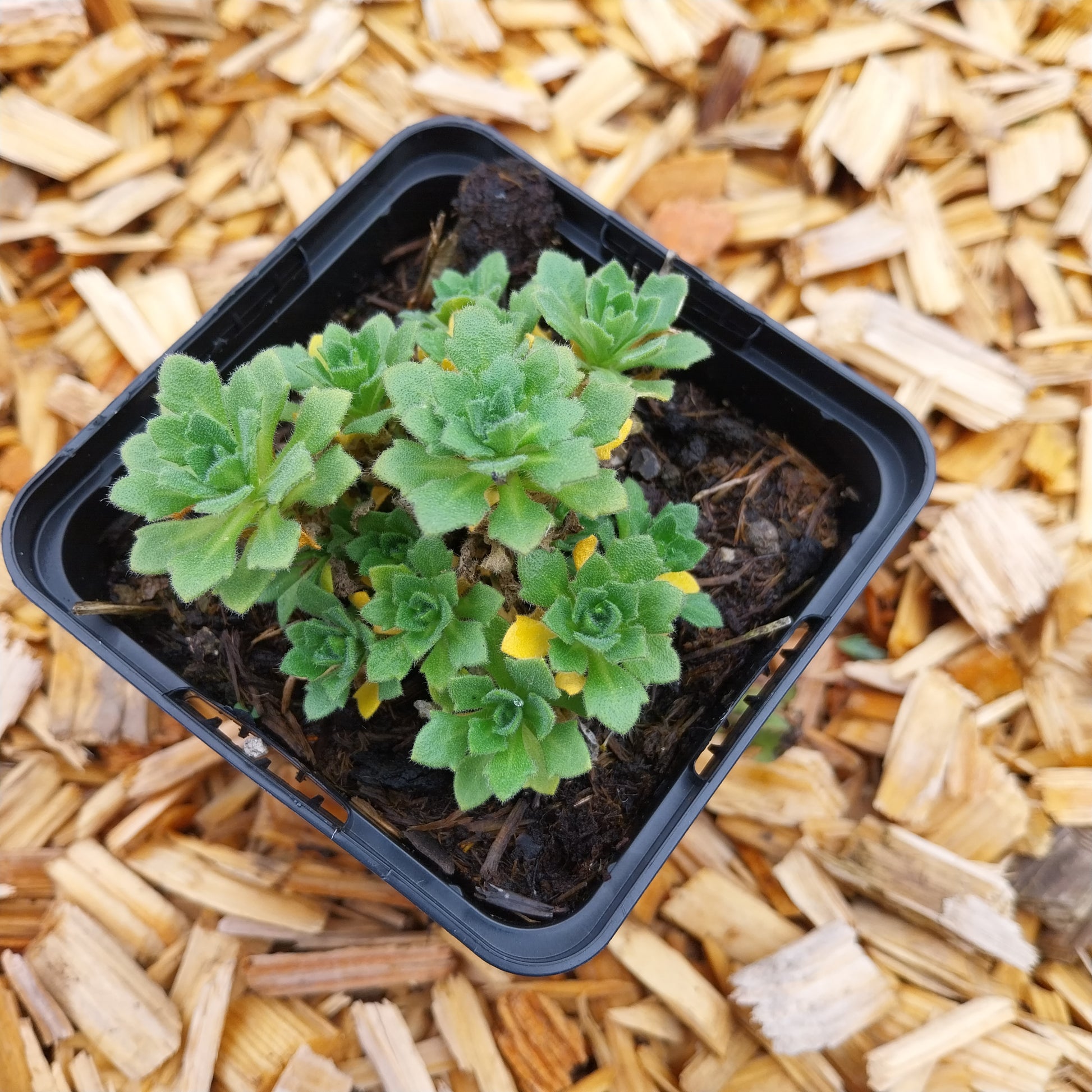 Aubrieta × cultorum 'Audrey Sky Blue' Blaukissen im Topf