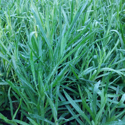 Dianthus plumarius 'Roseus' Feder-Nelke