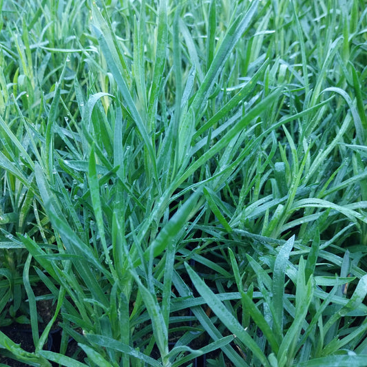 Dianthus plumarius 'Roseus' Feder-Nelke