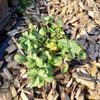 Duchesnea indica – Scheinerdbeere / Trugerdbeere im Topf