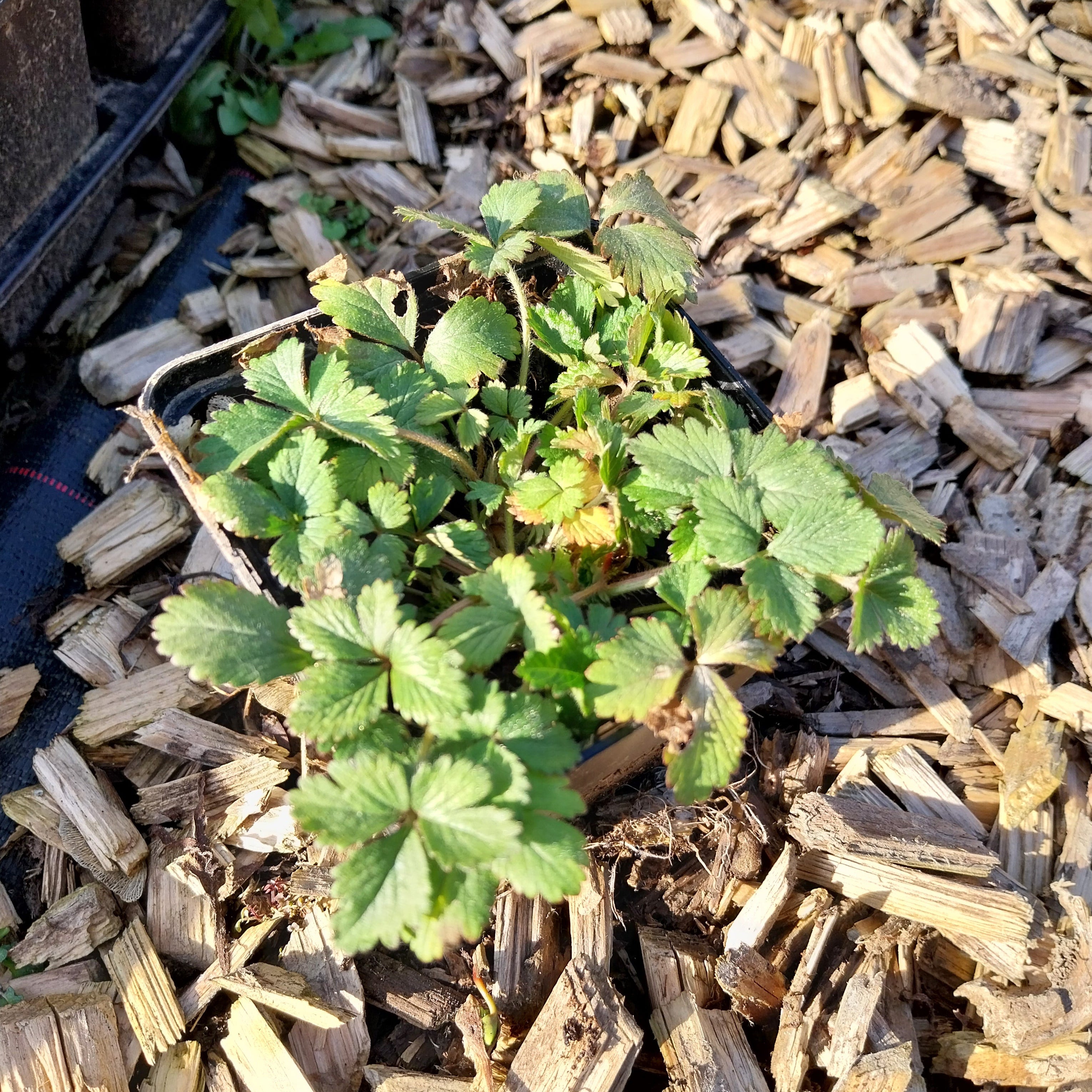 Duchesnea indica – Scheinerdbeere / Trugerdbeere im Topf