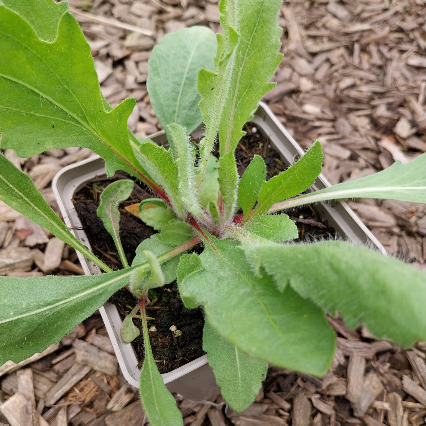 4 Gaillardia aristata 'Amber Wheels' Kokardenblume