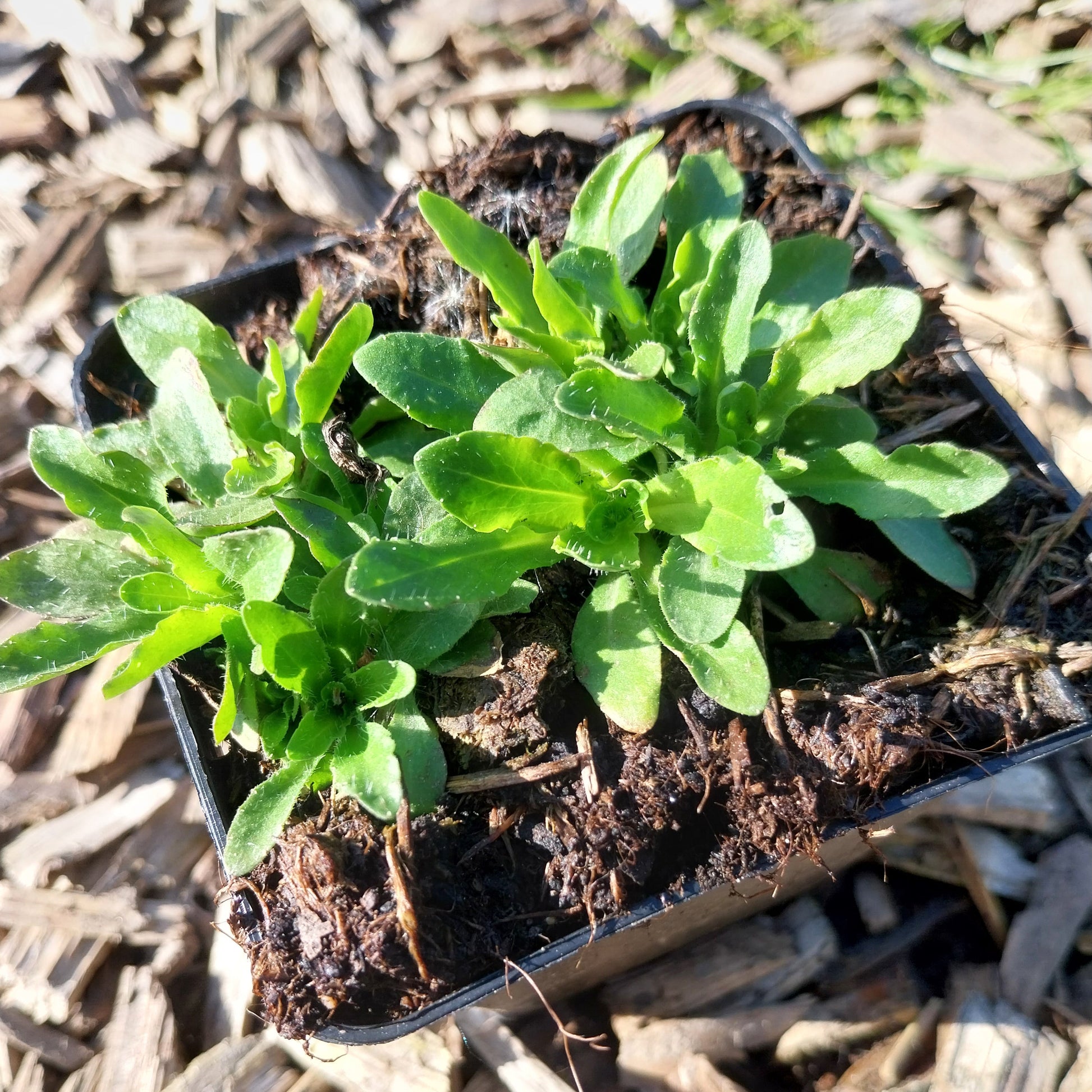 Jasione laevis 'Blaulicht' Sandglöckchen