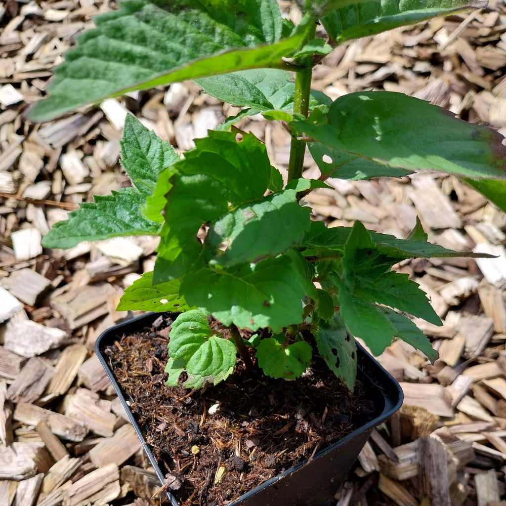 Monarda fistulosa 'Bee-You® Bee Free' Indianernessel