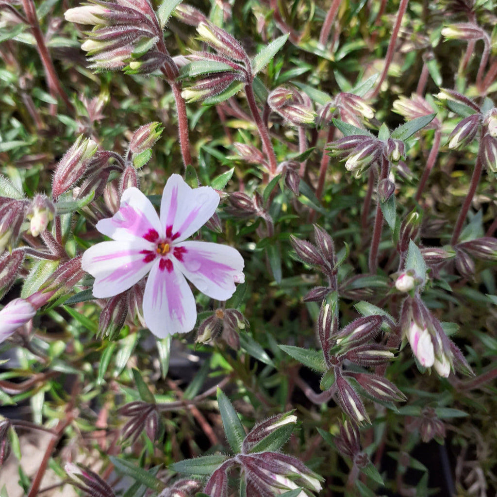 Phlox subulata 'Candy Stripes' Teppich-Flammenblume Blüte