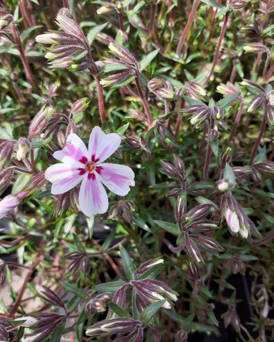 Phlox subulata 'Candy Stripes' Teppich-Flammenblume Blüte